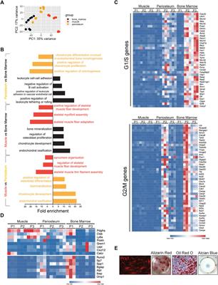 Prx1 cell subpopulations identified in various tissues with diverse quiescence and activation ability following fracture and BMP2 stimulation